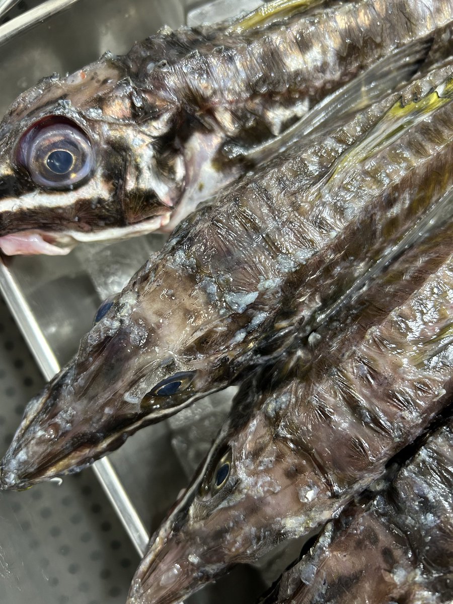 うおとら様　確認用 うおとら様 確認用 魚虎 うおとら (@uotora3150) • Instagram