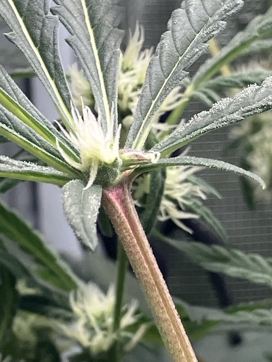 Fan leaf growing a bud?!?