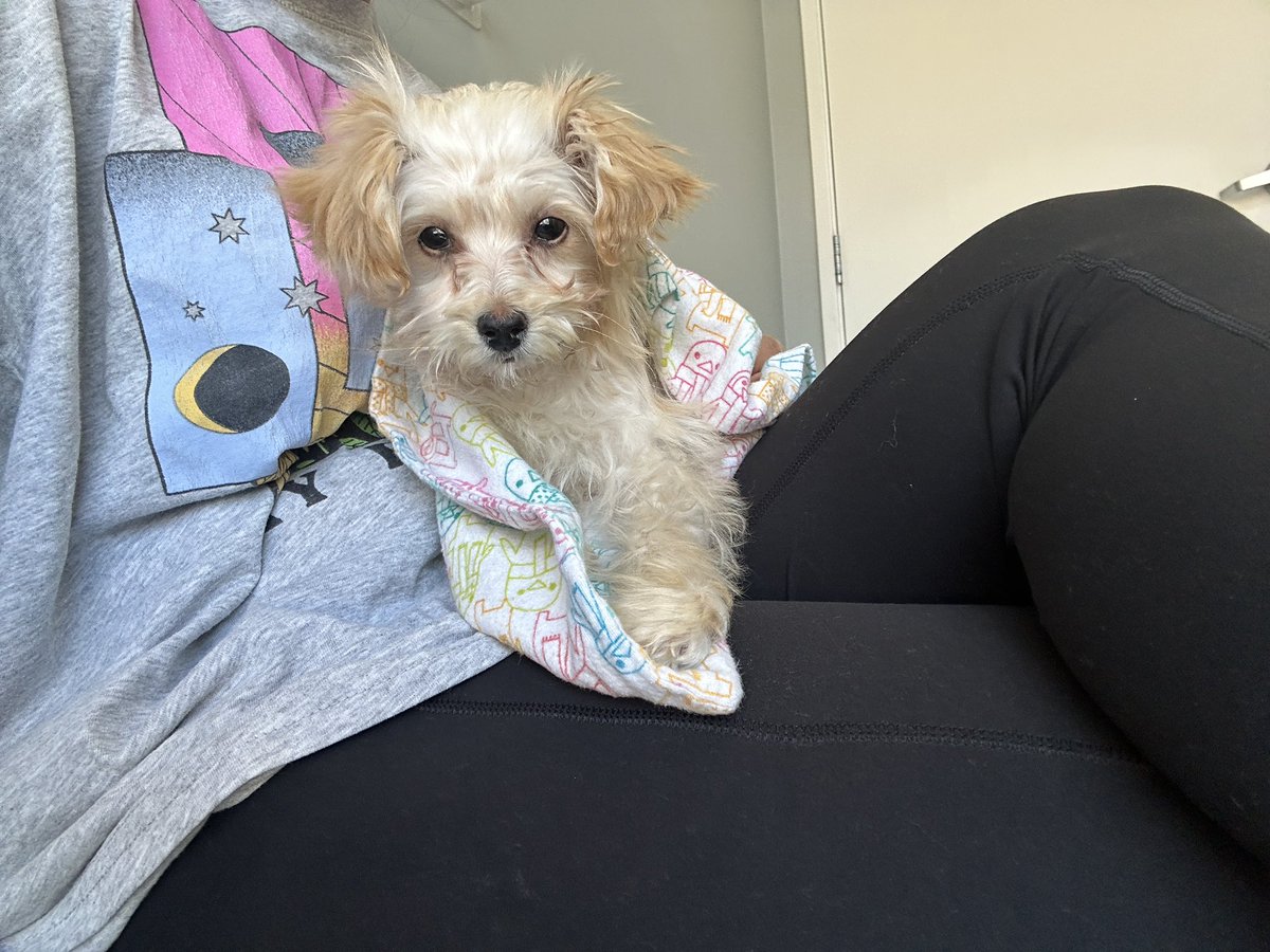 KADIE💐🐣Fennec Fox Vtuber tweet media