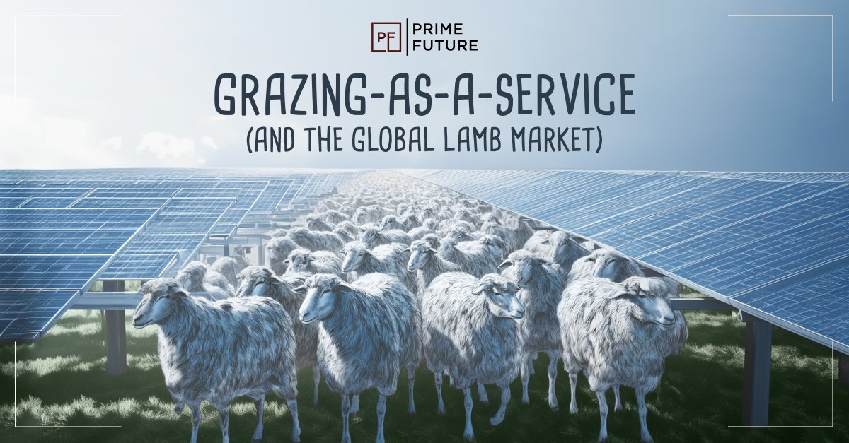 Grazing-as-a-service

This week's newsletter is about the link between the exploding demand for AI and the ripple effects all the way to and through the global lamb market. 

Link in bio