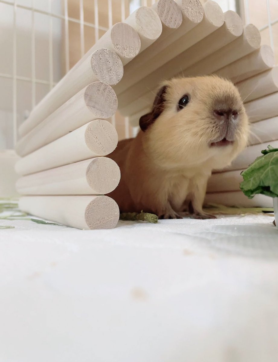 Koch1005's tweet image. かいぬしはここすうじつ
きりょく0だったんだって
ちゃんとぼくのかわいい載せてよね