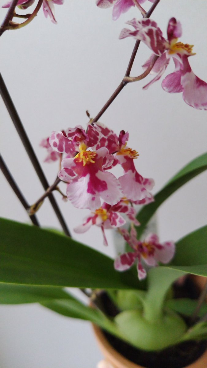 とーつあわ🌿 on X