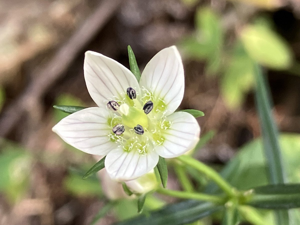 きぬちゃん⛸️🌸⛰️💙 on X