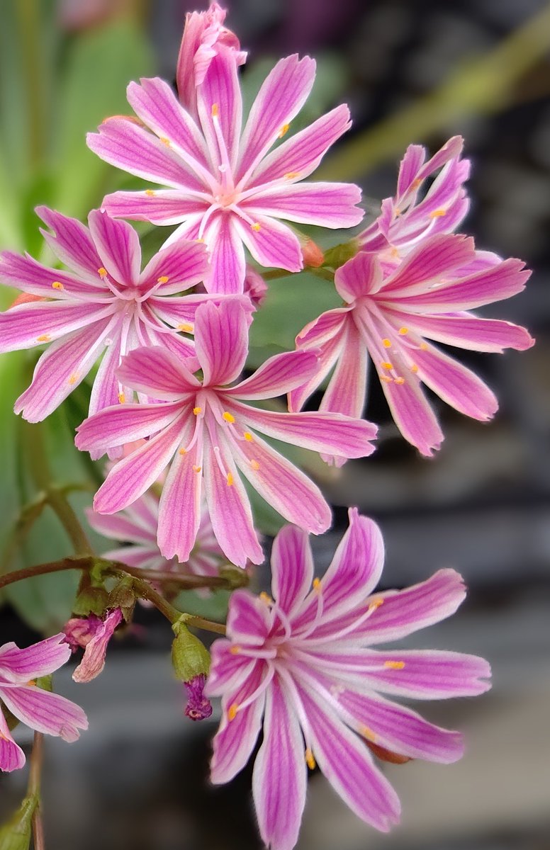 おはようございます👋😃
秋晴れの良いお天気☀️
素敵な一日になりますように🍀

#レウィシア