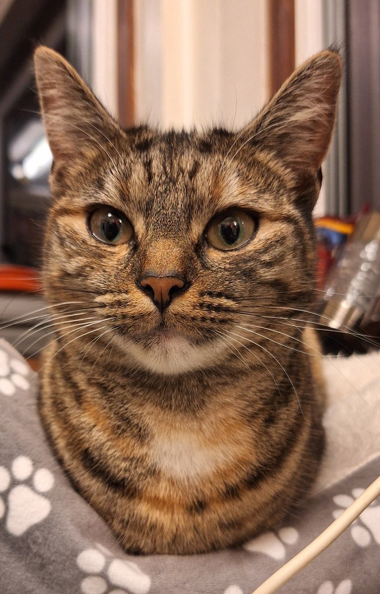 #CatsOfX She's enthralled by the smells of my Mediterranean chicken cooking and has not left my side the whole time! 😃