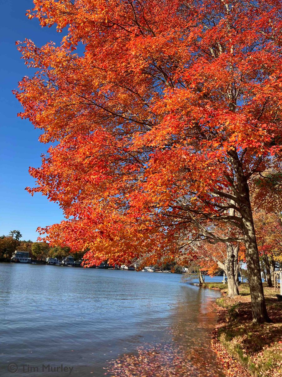 timmurleyart's tweet photo. Crisp fall day. 🟡🍎🟠🍁🍂 #foliage #mapletree #fallcolors #autumnvibes #maple #leafpeeping #massachusetts #landscapephotography #newengland #vermont #hojas #fallfoliage #urbanforest #mapletrees #fallleaves #arbol #lake #lakeside #autumn #MondayVibes #MondayMood #photographer https://t.co/ds9KctLoDM