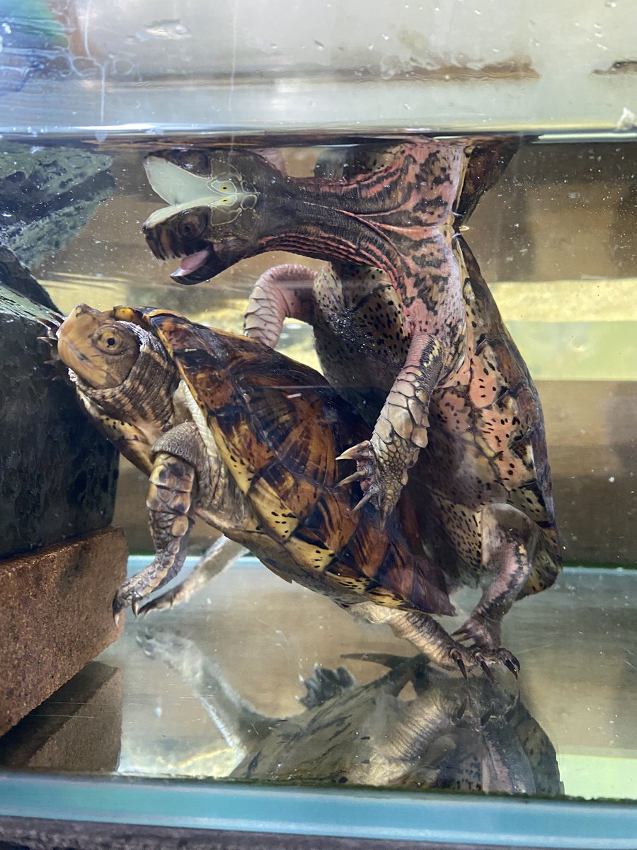 ヨツメイシガメ