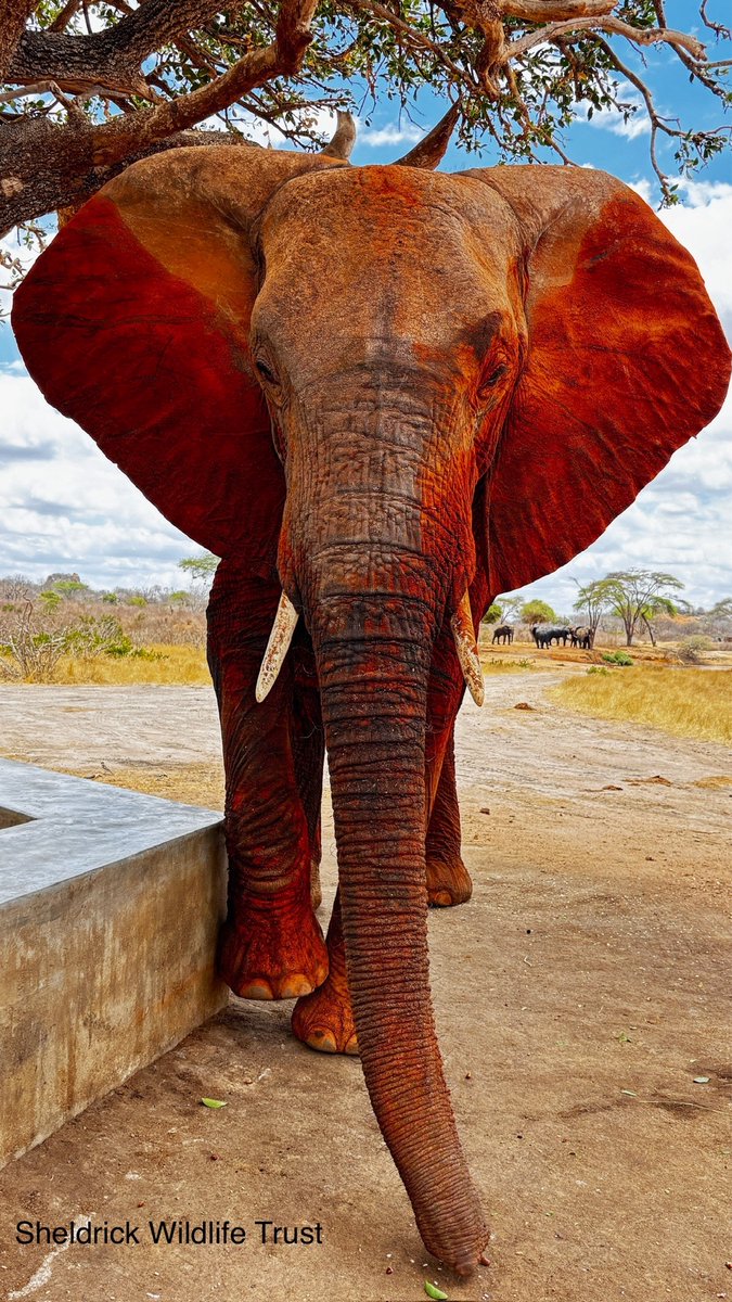 Sheldrick Wildlife Trust tweet media