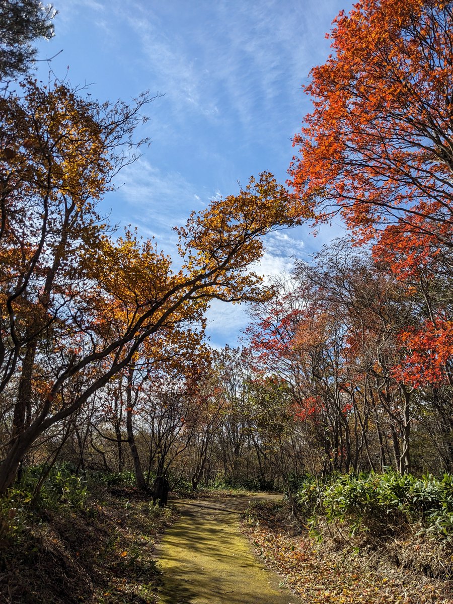 最紅葉！】 今年は10年に1度の紅葉だと耳にしますが、 各地で美しい
