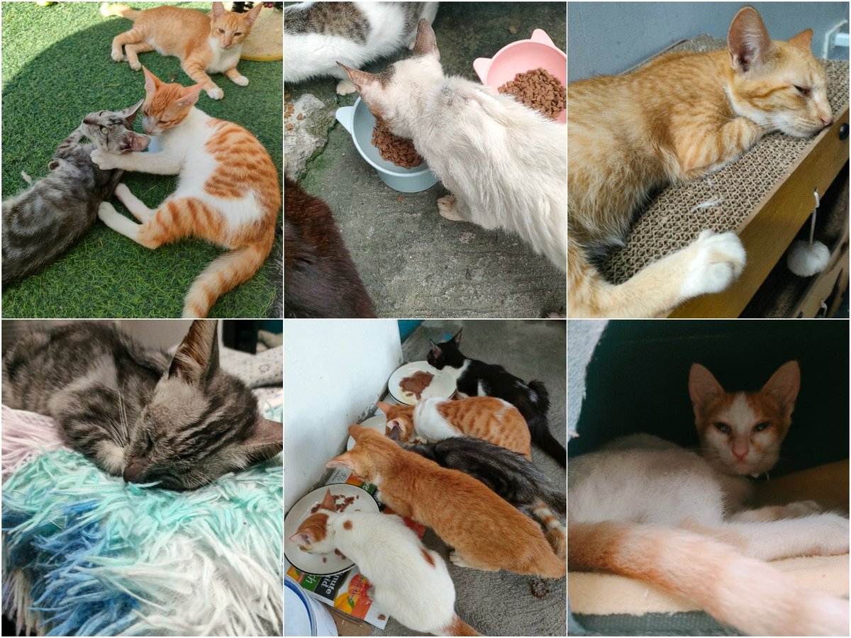 Update on Nai's rescued kitties &amp; stray frens. Meows would like to thank the generous senpais who donated for cat needs aw. 💖✨

<a href="/metaversehodl/">Bitcoin Jesus (Destroyed Diamond Collector)</a> 
<a href="/AfcRedbeard/">Redbeard</a> 
<a href="/WassieOnETH/">WASSIE 🌙</a> 

And ofc to those senpais who keep supporting Nai art for these kitties. 🫶🏻