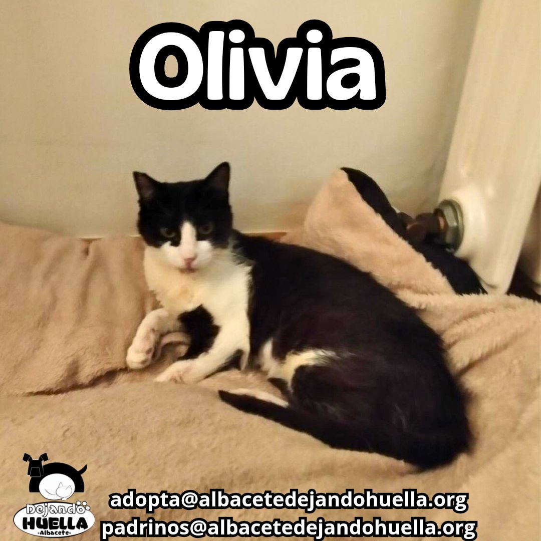 Olivia ya está lista para acabar el día como una reina 😽💤. Tumbada en la cama, esperando sus últimos mimos, un buen michicuento… y a dormir como los ángeles.
¿Quieres tener a la mejor compi de cama? 
📩 adopta@albacetedejandohuella.org 
📩 padrinos@albacetedejandohuella.org