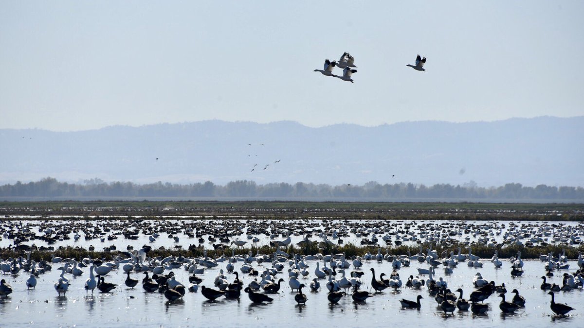 An egret overseeing the waterfowl assembled in one of the District’s flooded harvested rice fields.  Our growers flood harvested rice fields, when irrigation water is available, to provide habitat for waterfowl and wading birds.