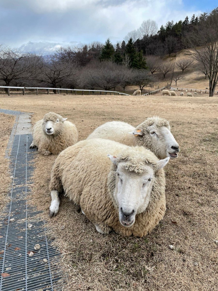 jyosui2021's tweet photo. 認定弟子の氣送りプロジェクト
旅先の写真に私が氣を入れました。

①いいねを押す
②リツイートする
③写真に手をかざす

3ステップで、お一人一回、写真から氣を受け取ることができます！

感想などコメントいただけると励みになります。

たまには、ほっこりと。

#龍粋社　#氣送り https://t.co/6KUOuPhb6l