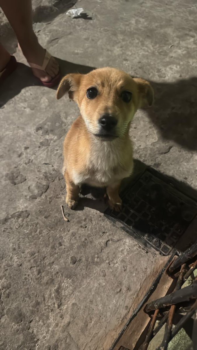 Zorrito tiene 4 meses y necesita nuestra ayuda.
Fue rescatado de la villa 31 como Rosita. Su familia se mudó y lo dejó ahí, solito en la calle, como lo ven en la primera foto.
Pero Zorrito no tuvo su suerte. Al poco tiempo de rescatado comenzó a convulsionar. Y no para. 
Ya le