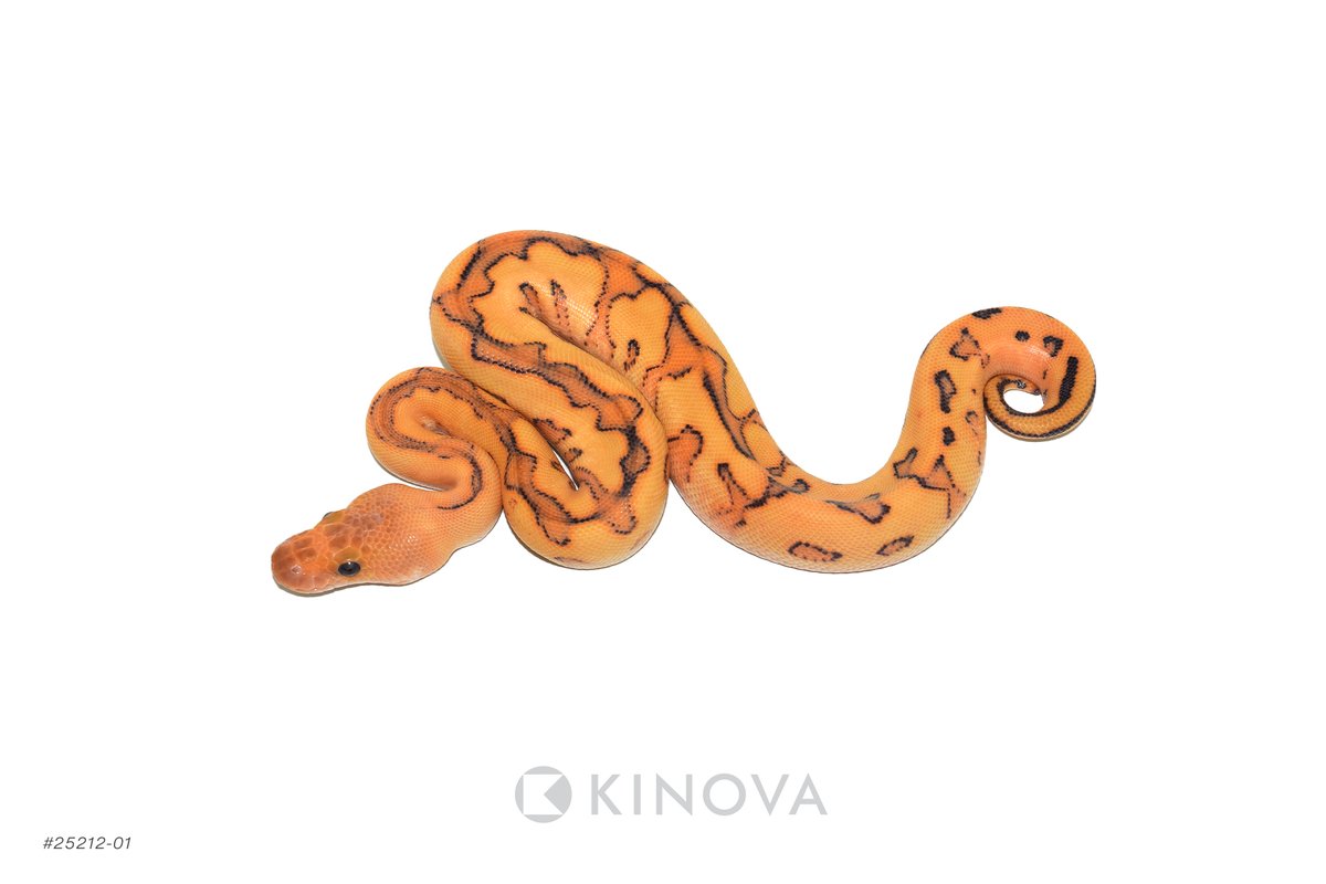 KINOVA Reptiles tweet media