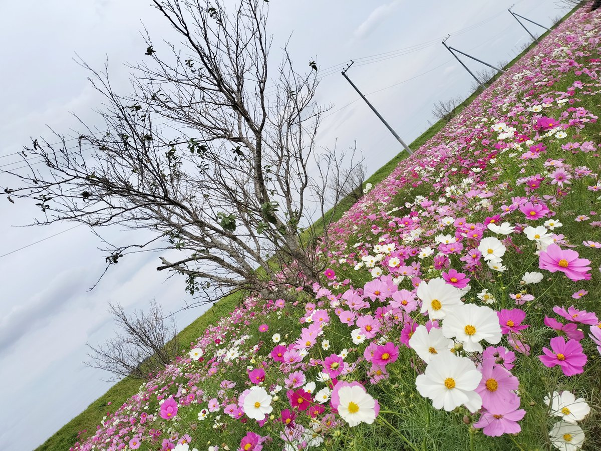 コスモスおじさん@茨城県潮来市 on X