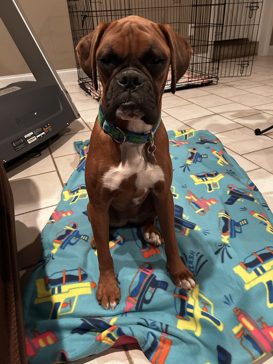 Sassy is a 1 yr old pup who was bought and returned to an Amish mill when she had diarrhea. She had a fecal and discover giardia and she’s on meds. She will be spayed this week and ready for a family of her own. She’s sweet, dog friendly and crate trained. #boxerpuppy #boxerdogs