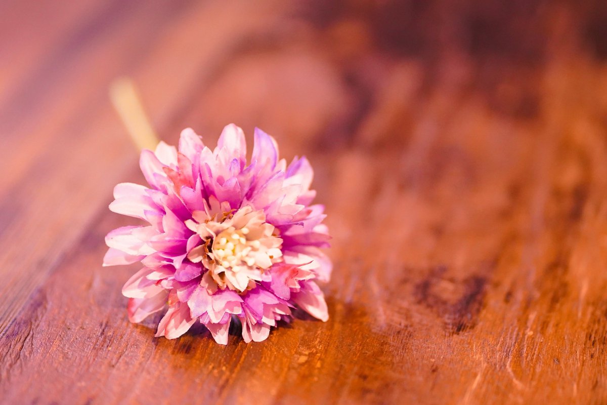 azuki:安部泉希🎻声優・ナレーター🐿️ tweet media