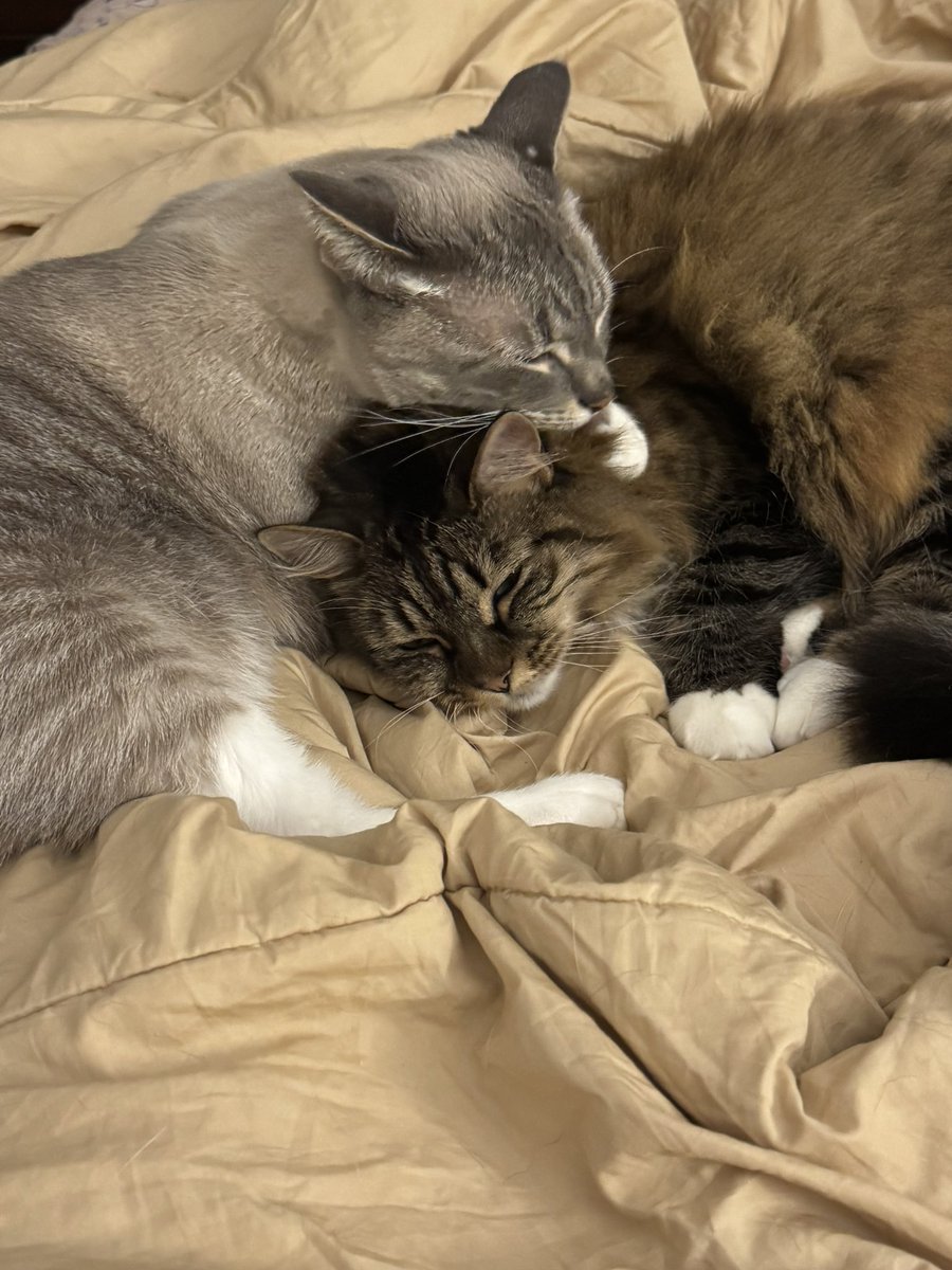 This cuddly nap took 2 1/2 years to finally happen