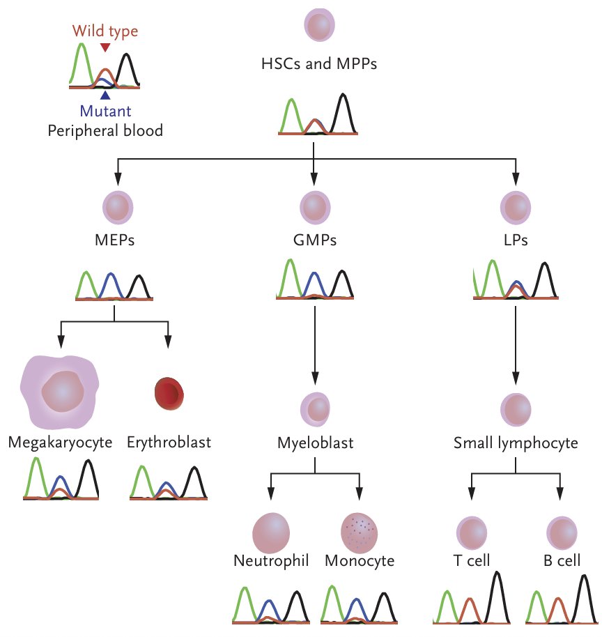 GitlinLab_MSK's tweet image. Strikingly, Beck et al found that these somatic mutations occurred in hematopoietic stem/progenitor cells (HSPCs) and their myeloid, but not lymphoid, progeny - leading to progressive bone marrow failure and severe multiorgan autoinflammation. 5/