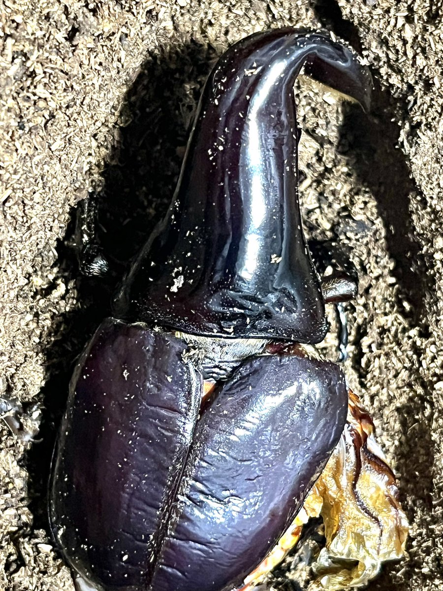 ぱちこ (@patiko5842) / Posts / X