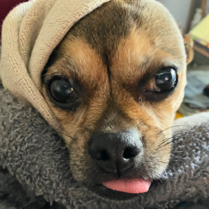 UGC_GenXStacey's tweet image. You’re not just selling dog treats. You’re selling moments.
Tail wags. Aging-pup joy.
That’s the energy I bring to pet UGC. 🐾

#petcontent #dogbrand