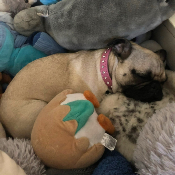 UGC_GenXStacey's tweet image. You’re not just selling dog treats. You’re selling moments.
Tail wags. Aging-pup joy.
That’s the energy I bring to pet UGC. 🐾

#petcontent #dogbrand