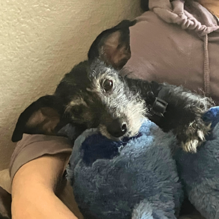 UGC_GenXStacey's tweet image. You’re not just selling dog treats. You’re selling moments.
Tail wags. Aging-pup joy.
That’s the energy I bring to pet UGC. 🐾

#petcontent #dogbrand