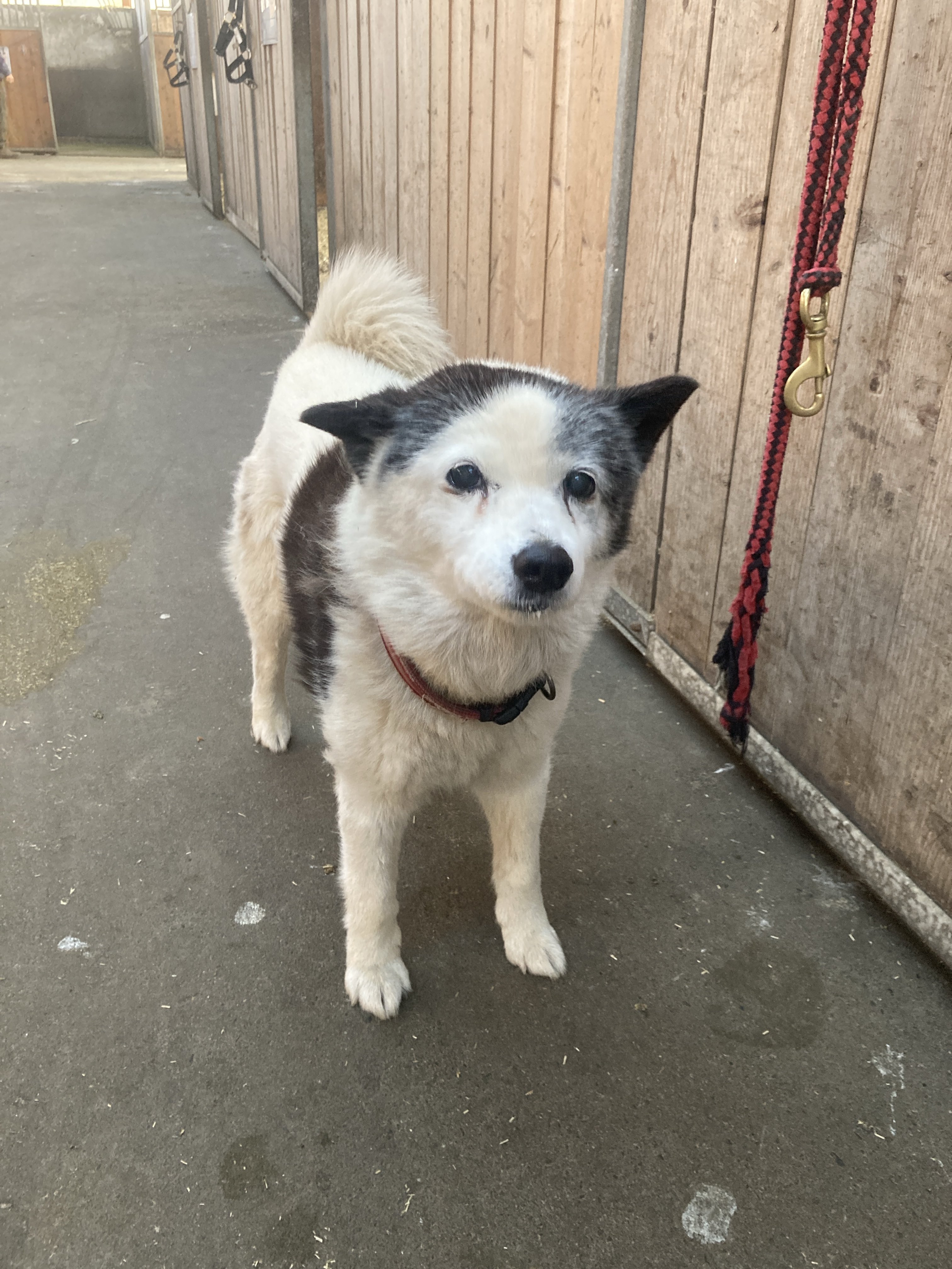 もちこ様 もちこ▽11/16：東8 ガ11a (@_mocchi_omochi_) / Posts / X