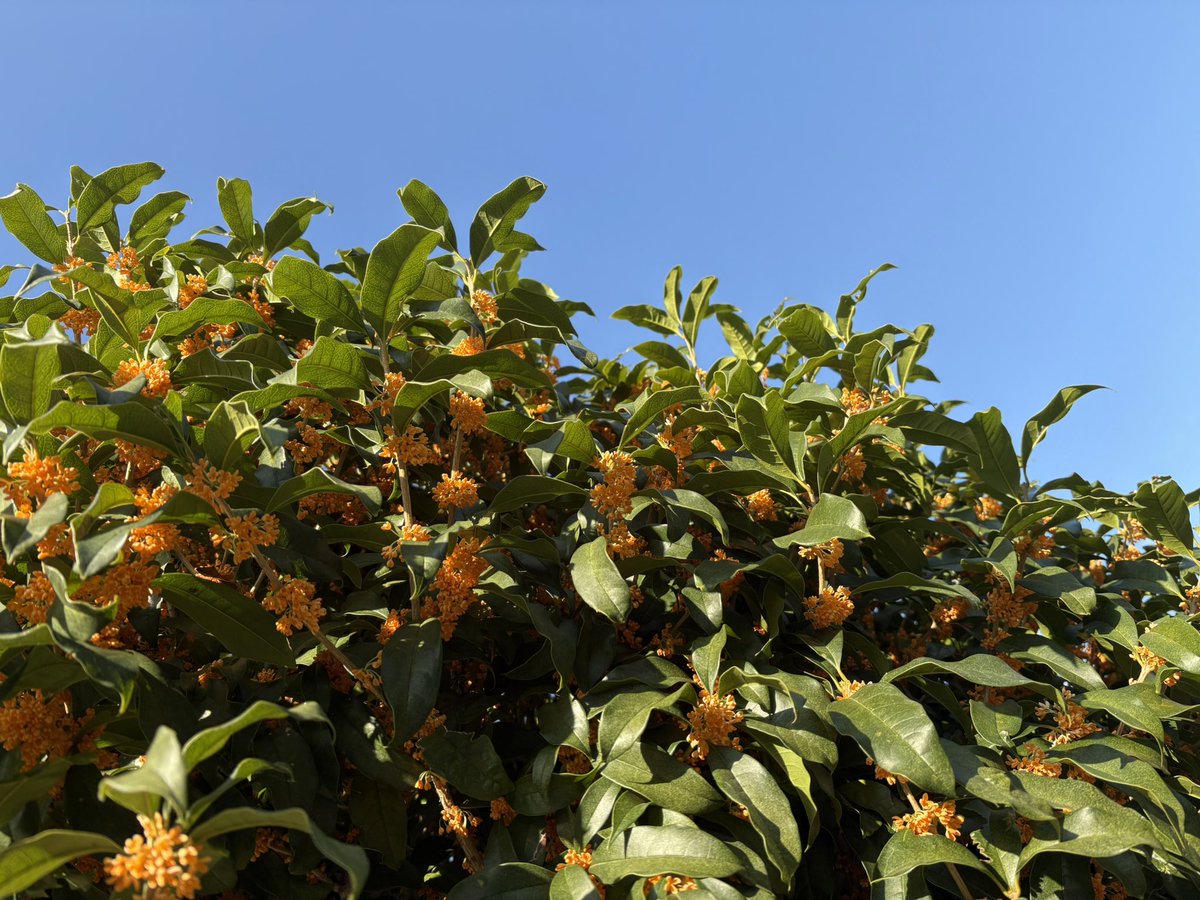 ❤☆KIRAさま❤金福手形❤金福招福転写吉方位作用増幅✨️ ゆ り on X