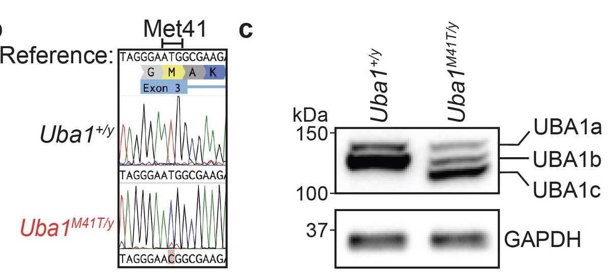 GitlinLab_MSK's tweet image. This worked surprisingly well in pools of primary macrophages and we even saw the VEXAS-like diminution of UBA1b and expression of UBA1c, so we were off to the races to try to figure out what was happening molecularly/cellularly. 8/