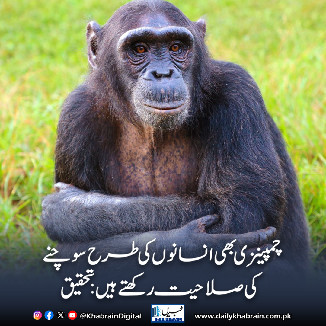daily_khabrain's tweet photo. چمپینزی بھی انسانوں کی طرح سوچنے کی صلاحیت رکھتے ہیں: تحقیق
https://t.co/VmvyqJJv7i
Tap on the link to read full story 👆
#khabraindigital #Chimpanzees #AnimalIntelligence #ScientificResearch #CognitiveScience #BehavioralStudy #ScienceJournal #Evolution #HumanLikeThinking https://t.co/KsE9gIgHI5