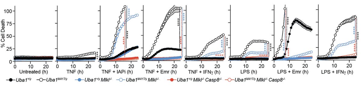 GitlinLab_MSK's tweet image. First, we found that across all mutation types tested (M41T, M41V, splice site mutants), Uba1 mutant macrophages showed aberrant apoptotic and necroptotic responses to stimulation with inflammatory triggers like TNF and LPS - through the RIPK3-MLKL-Casp8 axis. 9/