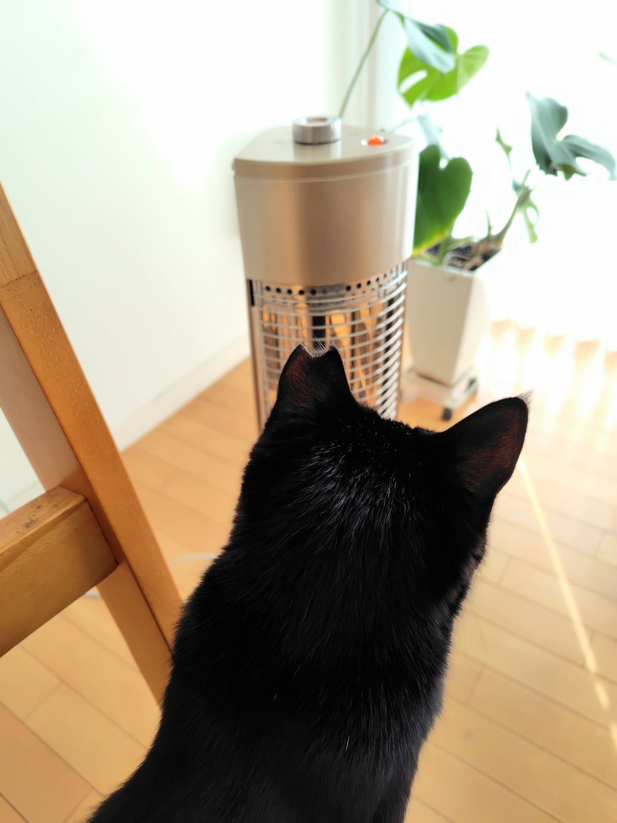 黒猫くまこ🐈‍⬛🐾 (@kuroneko_kuma5) / Posts / X