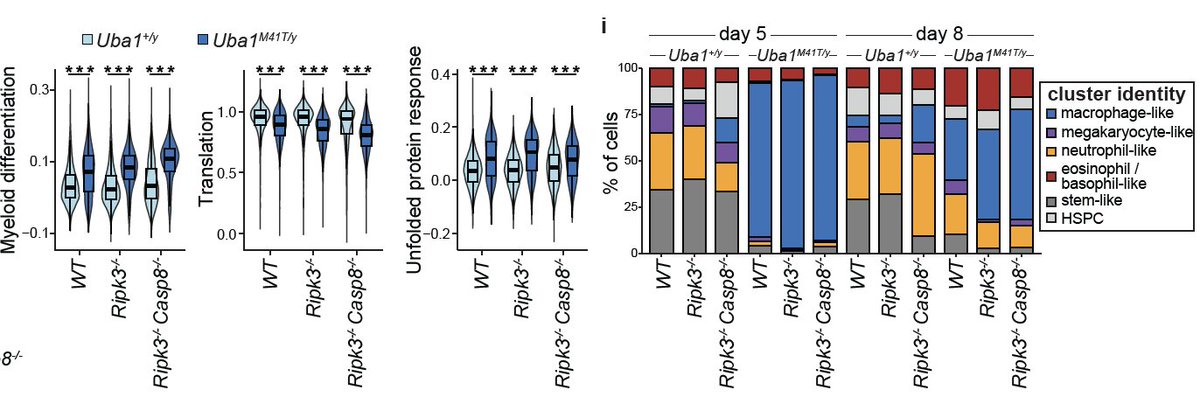 GitlinLab_MSK's tweet image. Secondly, Uba1 M41T mutation either in mouse or human HSPCs triggered a pronounced myeloid bias and an unfolded protein response, as described in the initial NEJM report - notably, this was independent of cell death as it still occurred in RIPK3-Casp8 deficient mutant cells  10/