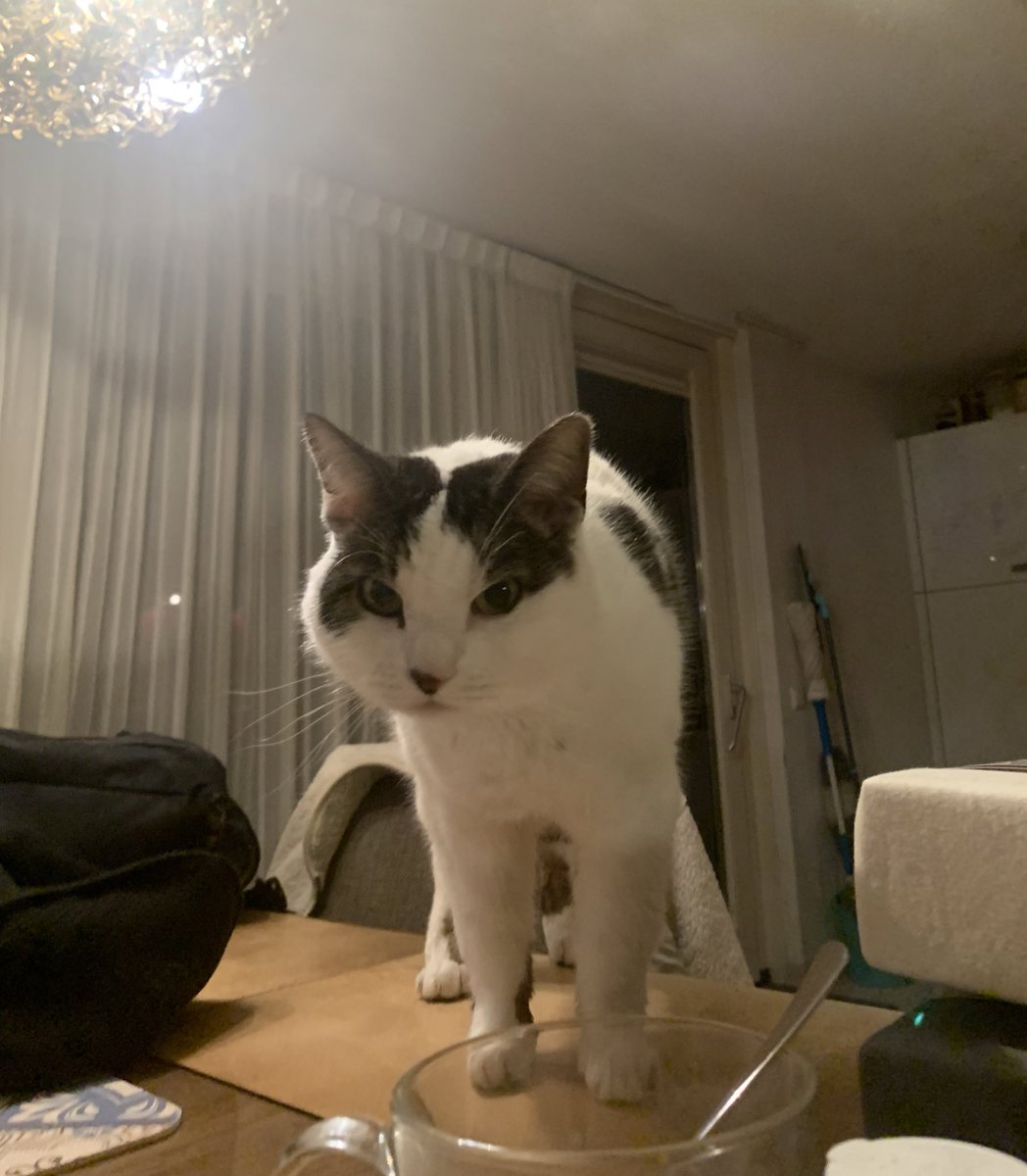TheCatNamedMags tweet media
