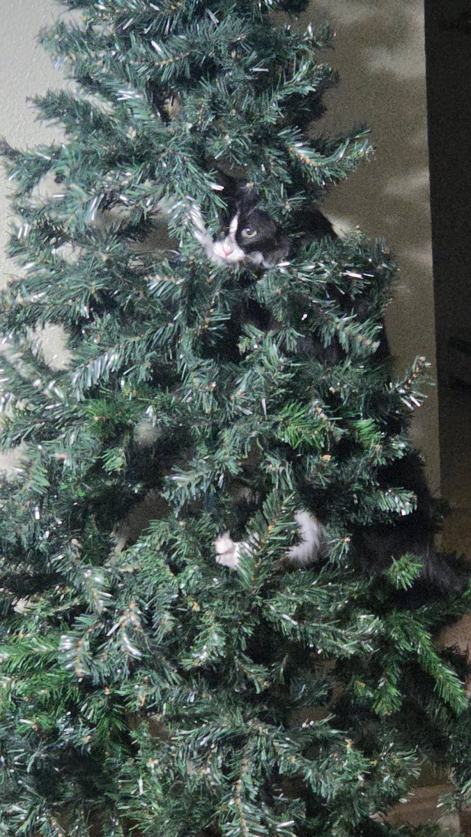 RotoDoc's tweet image. Kurt's first Christmas is approaching and he did this like 30 seconds after we out up the tree