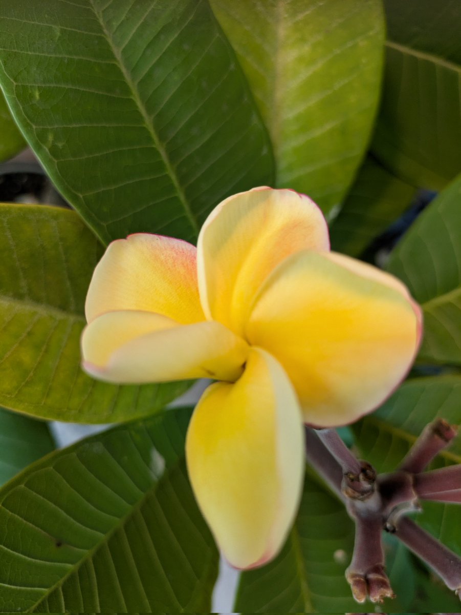 springpudding21's tweet image. おはようございます☀
皆さまお変わりないですか？
季節の変わり目に体調を崩し気づけば3週間近く近くダウンしていました💦ようやく回復傾向です😊
屋内に入れたプルメリアはまだ花が繰り返し咲いています🌼
ステキな１日をお過ごしください🙏🌈🎶
Xに登録した日を覚えていますか？ #MyXAnniversary