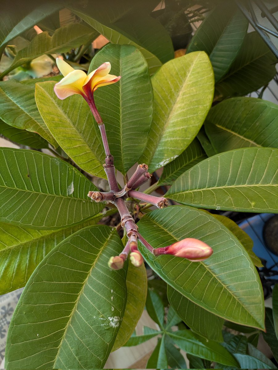 springpudding21's tweet image. おはようございます☀
皆さまお変わりないですか？
季節の変わり目に体調を崩し気づけば3週間近く近くダウンしていました💦ようやく回復傾向です😊
屋内に入れたプルメリアはまだ花が繰り返し咲いています🌼
ステキな１日をお過ごしください🙏🌈🎶
Xに登録した日を覚えていますか？ #MyXAnniversary