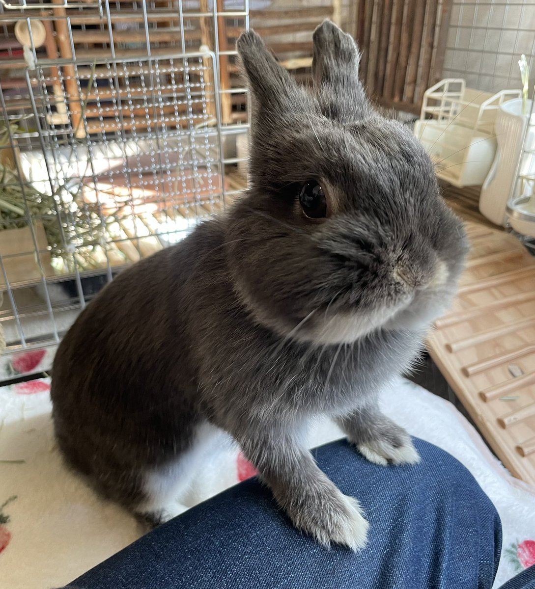 うさぎのすず on X