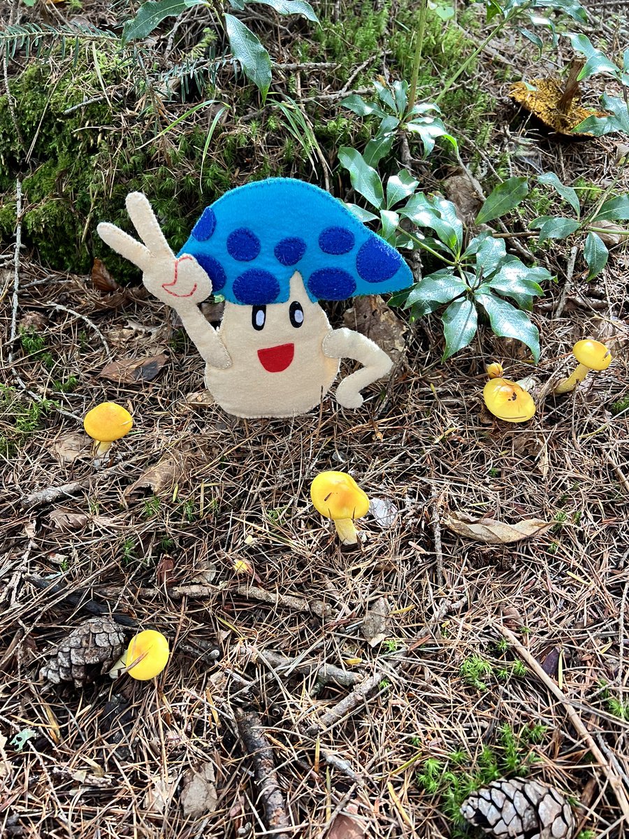 キノコッコ　ページ キンタケちゃんのぐんせい、とーーーってもー🍄🍄🍄‼️ かわいいッシュ
