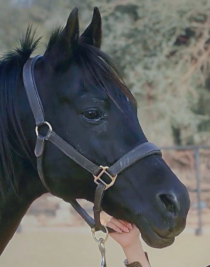 كل صورة ياخذها المصوّر هي قرار
يا إمّا يخلّد فيها لحظه… أو يتركها تمشي.
مثل الحياة نختار وش نحتفظ فيه ووش ننساه.#sstvi