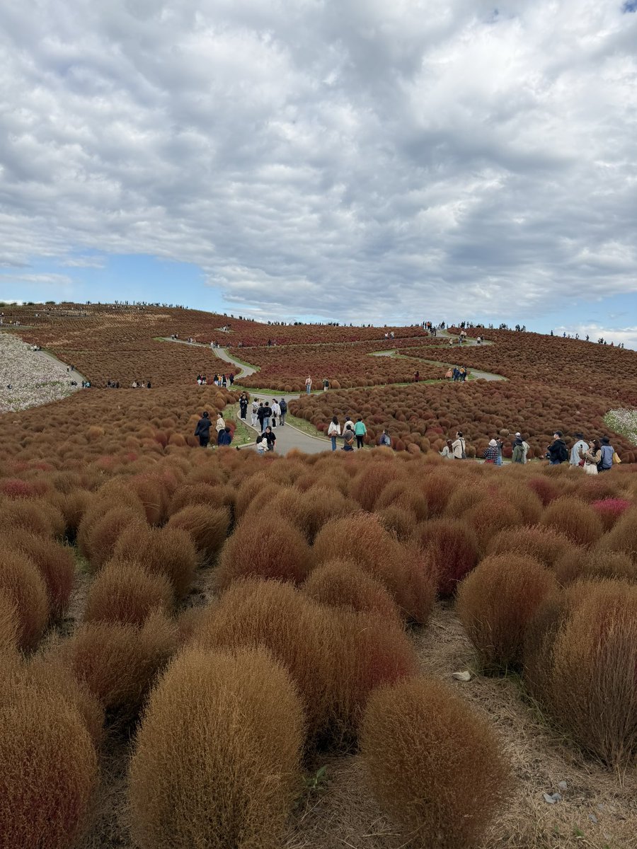 おはようございます。
11月4日　火曜日
昼の部11時〜15時頃になります。
まぜそば🧀
ラーメン🍜
MISO🧈
の営業です。
※本日もよろしくお願いします。
