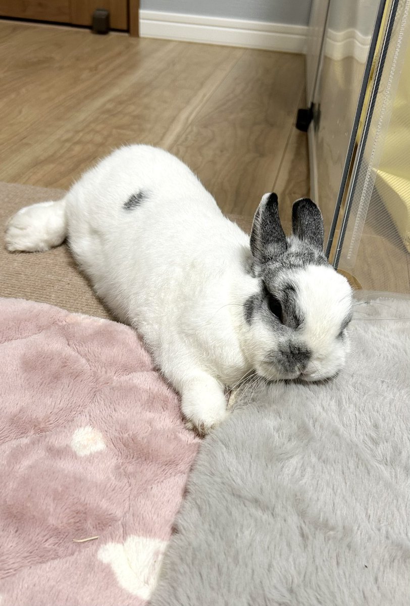 ぽむ on X ぽむ on X