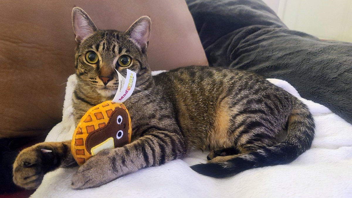 penguinzomby's tweet image. Beerus and his little pancake 🥞