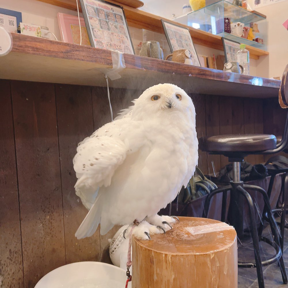 110 63【110634.com】.owl