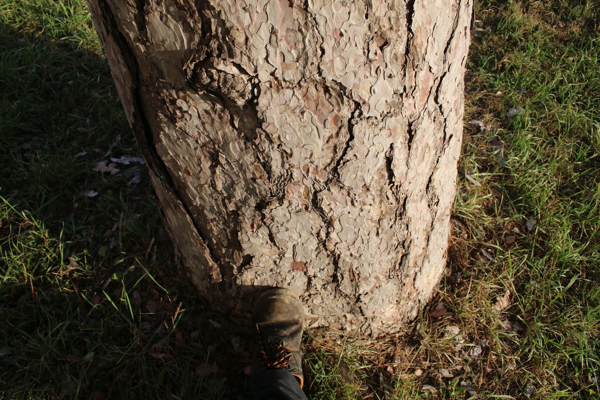 good morning treepeople and happy #thicktrunktuesday