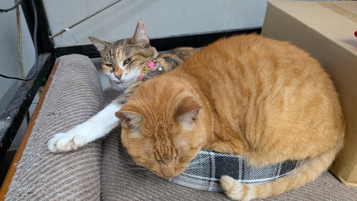 今日の #ネコ副園長】 に「せまーーーーい🐾」 #宇都宮動物園 #ネコ