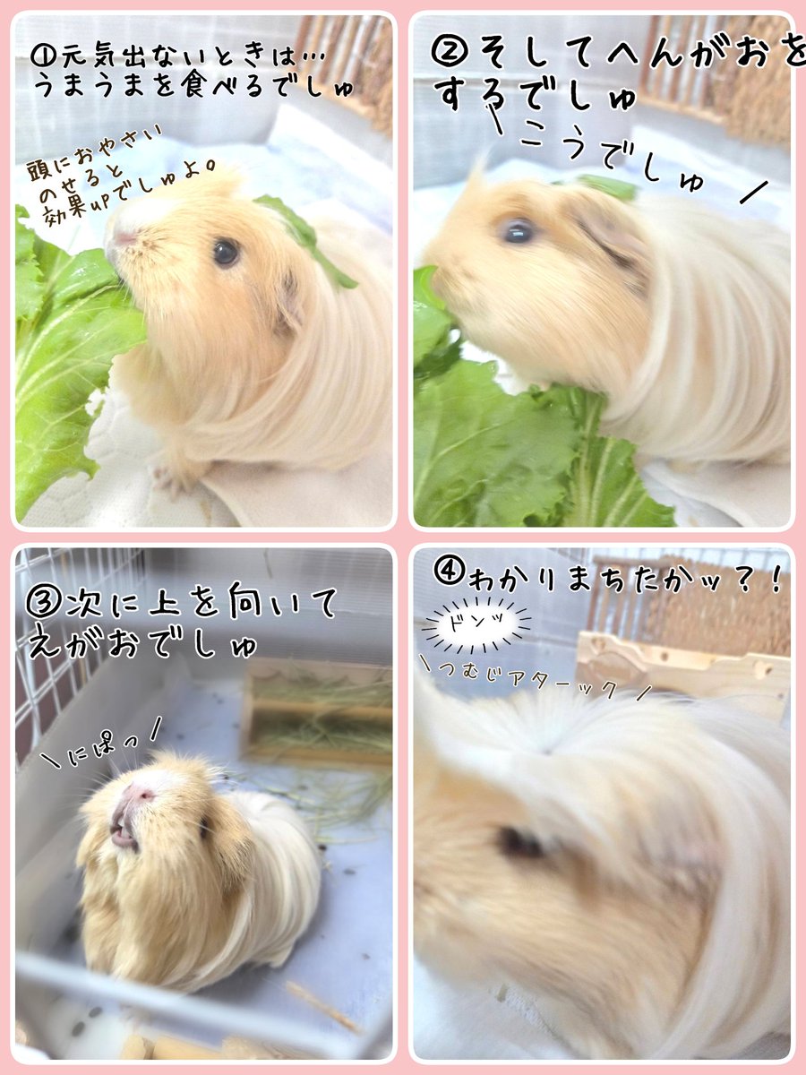 yupicobe2's tweet photo. 時々めそめそしてる時はいつもかのんちゃんに元気を貰ってます。だめな下僕でごめんね。かのんのことももちろん大好きだよ🩷
#モルモット https://t.co/oSj9PYGlGB
