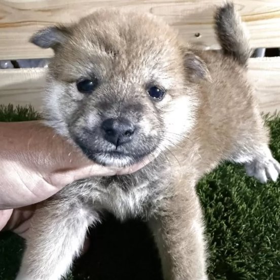 こんにちは！Animallineです🐾本日は柴犬ちゃんをご紹介！ちょっぴりたれ目でとっても可愛い赤柴の女の子です♡元気いっぱいにすくすくと成長中♪欠点はないとのこと！！11月12日よりお迎え可能です♪ぜひぜひご検討ください！🐶

animalline.jp/breeder/pet/de…
#Animalline #犬のいる暮らし #柴犬